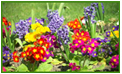 Cooler temperatures for watering.